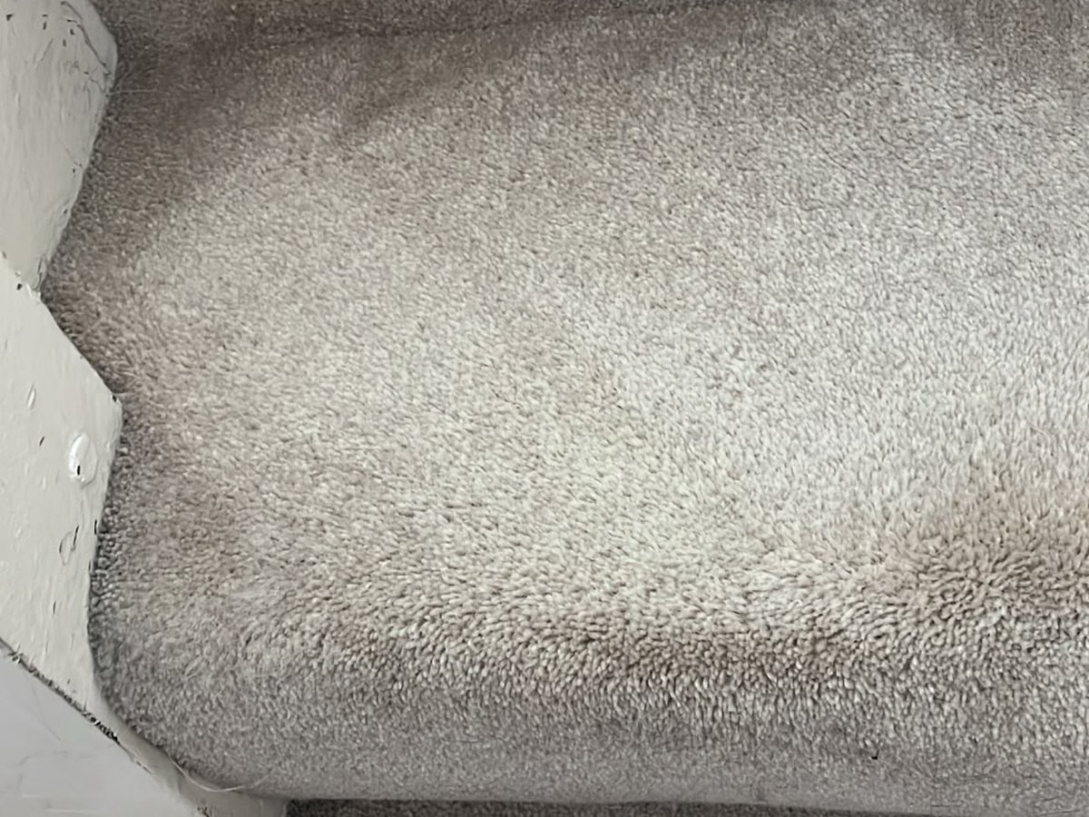 The same stair carpet after cleaning &mdash; blood lifted clean