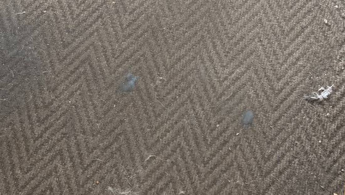 Two pieces of chewing gum trodden flat into the entrance matting of a coffee shop, greyed and pressed level with the pile