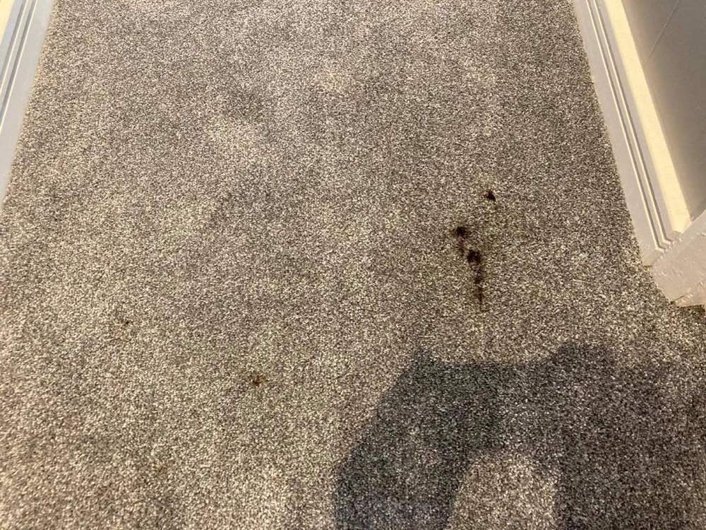 A make-up stain on a carpet before removal by Jay's Cleaning